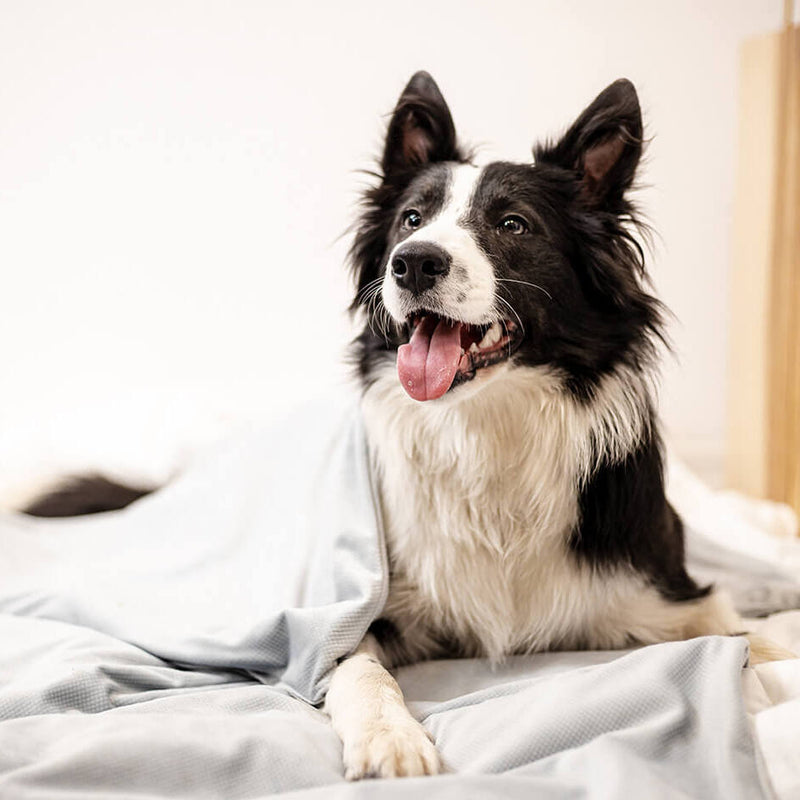 Hunde Gewichtsdecke
